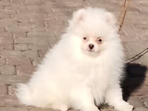 Білий померанський шпіц