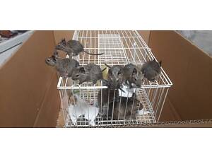 Білки дегу – гризуни.