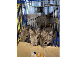 Білки Дегу в хороші руки