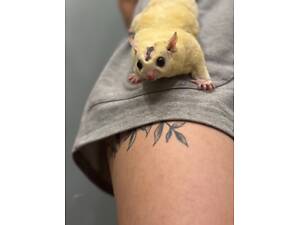 Білочка летяга біла