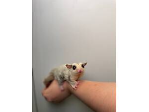 Білочка летяга, цукровий посум, тваринка що літає