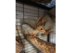 Білочки-дівчатка і хлопчики, вік 3 місяці. Ручні, грайливі. Доставка можлива!