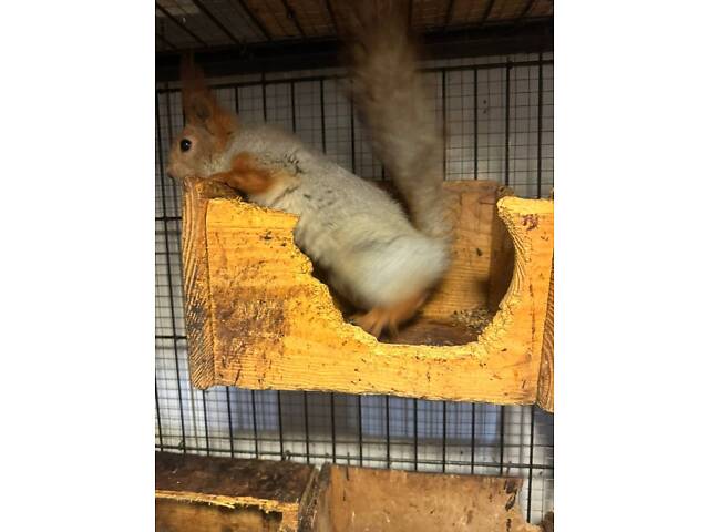 Білочки-дівчатка і хлопчики, вік 3 місяці. Ручні, грайливі. Доставка можлива! - Фото 2