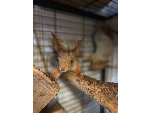 Білочки-дівчатка і хлопчики, вік 3 місяці. Ручні, грайливі. Доставка можлива! - Фото 3