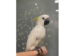 Білосніжний какаду