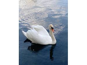 Белый декоративный лебедь, невероятно красивая птица, чёрный лебедь.