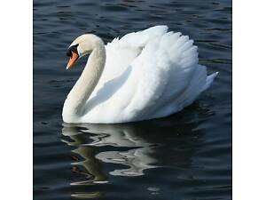 Белый декоративный лебедь, невероятно грациозная птица.