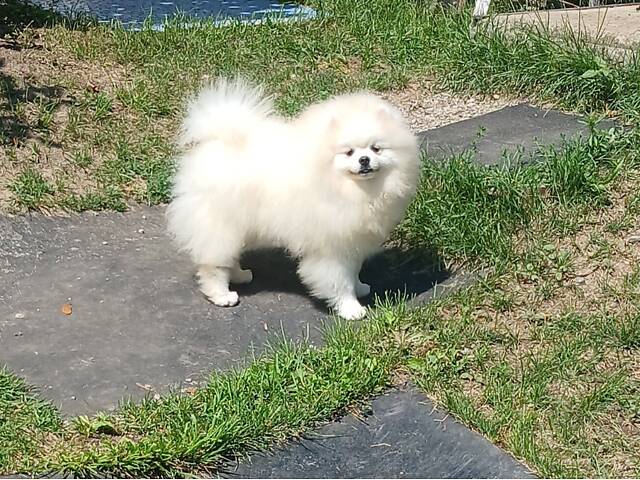 Білий хлопчик підрощений - Фото 1