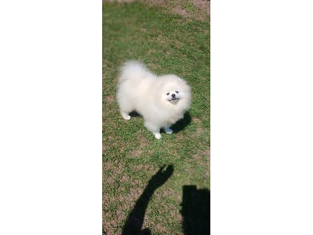 Білий хлопчик підрощений - Фото 2