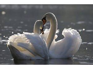 Белый лебедь, лебедь декоративный, грациозный лебедь.