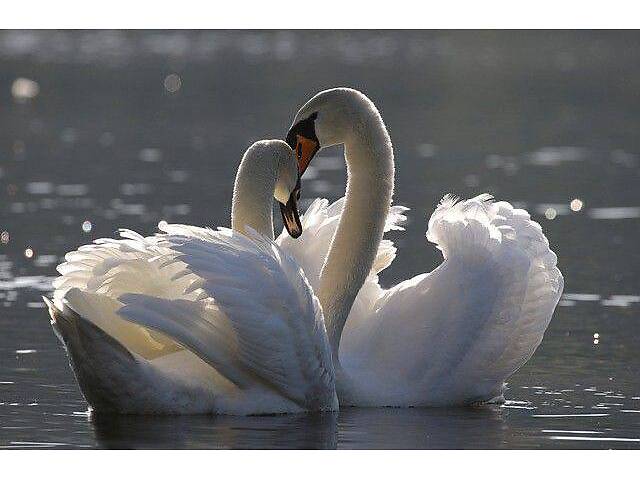 Белый лебедь, лебедь декоративный, грациозный лебедь. - Фото 1