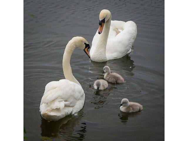Белый лебедь, лебедь декоративный, грациозный лебедь. - Фото 2