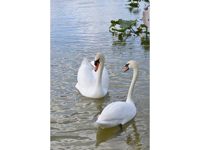 Белый лебедь, лебедь декоративный, грациозный лебедь. - Фото 3