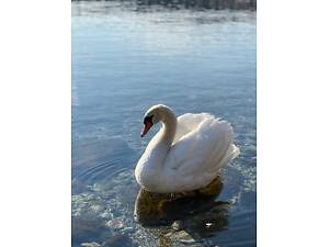 Білий лебідь для ставка