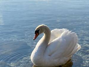 Білий лебідь для ставка