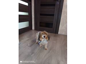 Бівер. Дівчинка