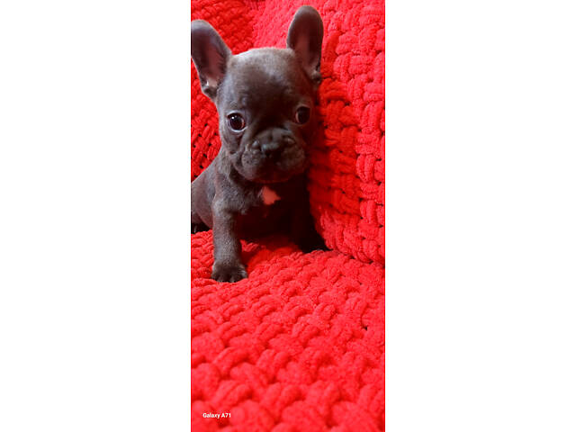 Блакитний хлопчик, француз - Фото 2