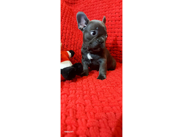 Блакитний хлопчик, француз - Фото 3