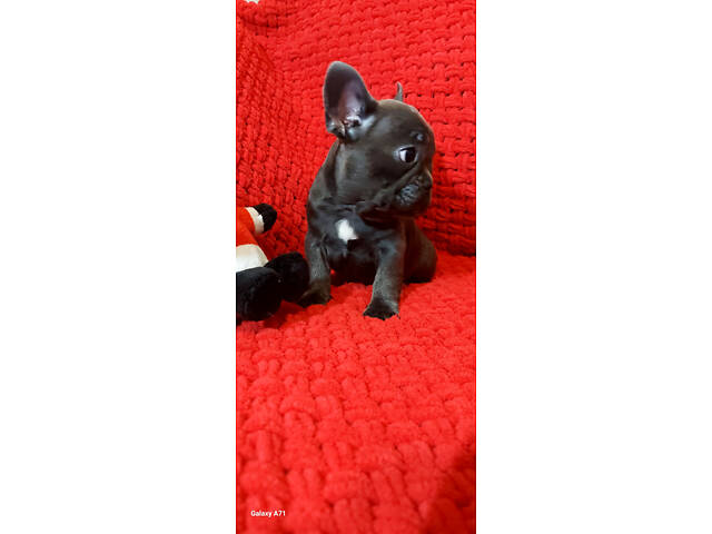 Блакитний хлопчик, француз - Фото 4