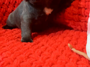 Блакитний хлопчик, француз