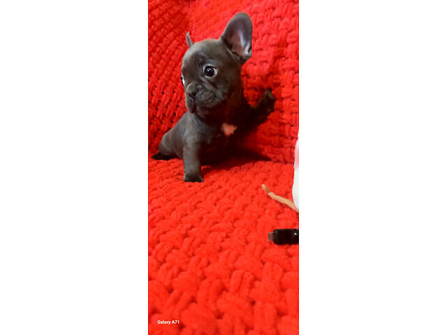 Блакитний хлопчик, француз - Фото 1