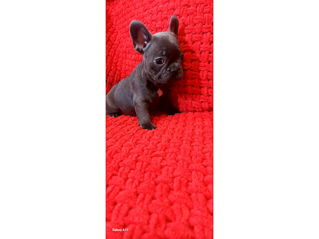 Блакитний хлопчик, француз - Фото 5