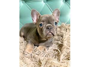 Blue tan щенки французский бульдог, бронь щенков