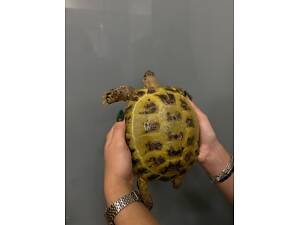 Большие среднеазиатские черепахи от 18 см