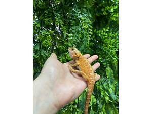 Бородата агама апельсинова