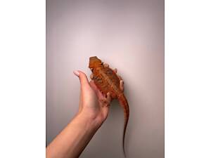 Бородата агама різні морфи та вік, спокійні ящірки