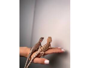 Бородата агама, ручна агама, бородата ящірка
