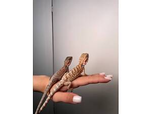 Бородата ящірка, агама, бородата агама супер спокійна не агресивна