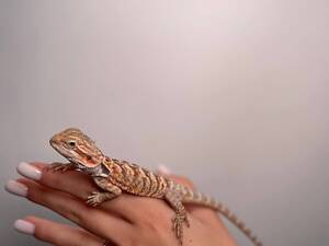 Бородата ящірка, бородата агама, агама домашня