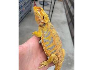 Бородата ящірка бородата агама, морфні агами різного віку