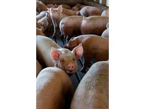 Бойня на постійній основі закупляє