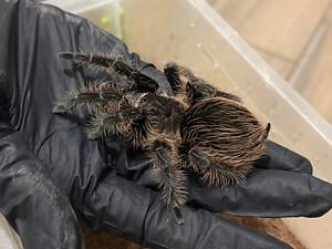 Брахипельма альбопілосум ручний павучок