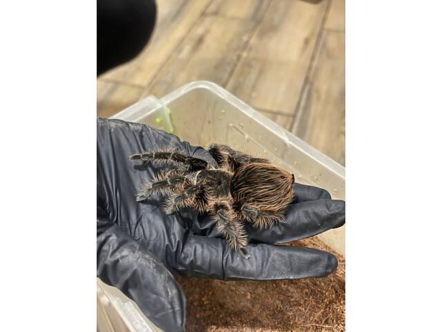 Брахипельма альбопілосум ручний павучок - Фото 2