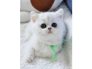 Британські кошенята самі гарні.