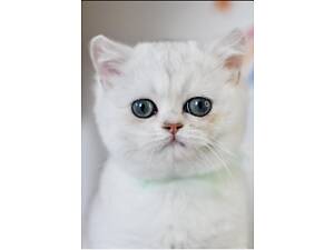 Британські кошенята шиншила