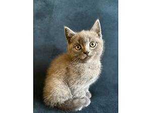 Шотландські котики.