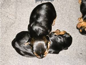 Бронь на йорків:)