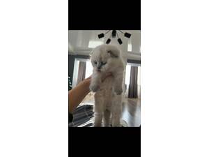 Бронюємо кошенят.