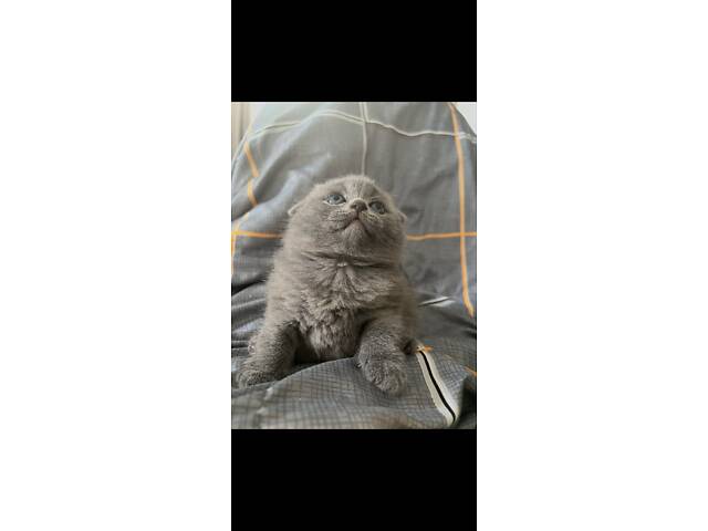 Бронюємо кошенят. - Фото 2