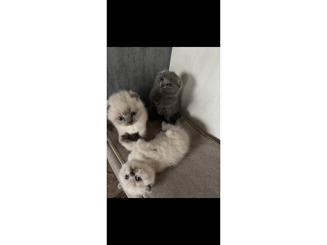 Бронюємо кошенят. - Фото 4