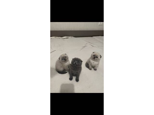 Бронюємо кошенят. - Фото 5