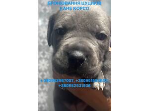 Бронювання цуциків кане корсо