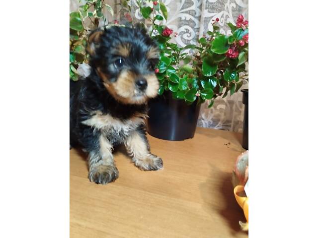 Бронювання їжаки - Фото 3