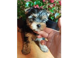 Бронювання їжаки