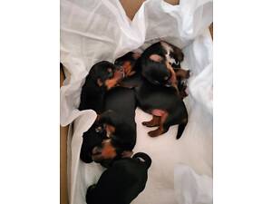 Бронювання йорків