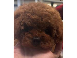 brown toy poodle